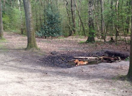 Baarnse Bos