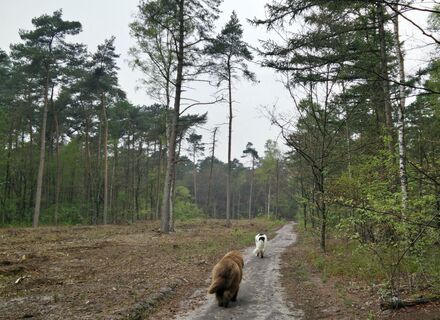Boswachterij Austerlitz