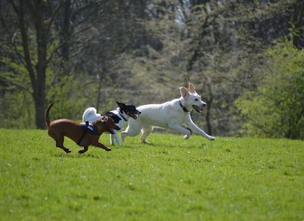 Boswachterij Dorst - Seterse Bergen