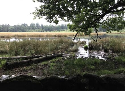 Boswachterij Gieten-Borger